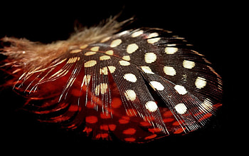 Spotted feather , Feather pattern, graphy background, Artistic HD wallpaper