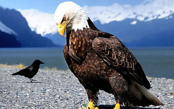 Eagle , , Fierce predator, Stunning ry HD wallpaper
