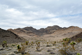 Landscape, Nature, Cactuses, Mountains, Bush HD wallpaper