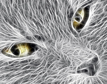 Cord Avoiding Cat, electricuted, healthy, scrappy, cat, tom HD wallpaper