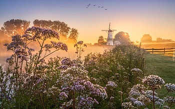 Meadow and Windmill, windmill, birds, fence, meadow, flowers HD wallpaper