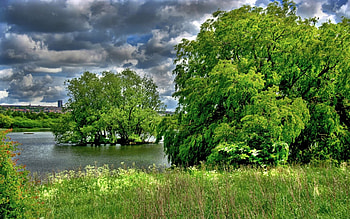 Village pond, forests, nature HD wallpaper