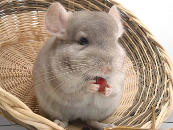 Charming chinchilla, Fascinating facts, Cute and fluffy, Adorable pets HD wallpaper