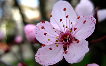 Flowers, Pink, Flower, Close-Up, Stamens HD wallpaper