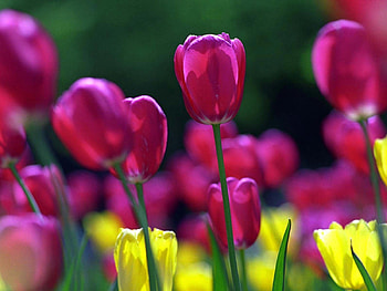 Plants, Flowers, Tulips HD wallpaper
