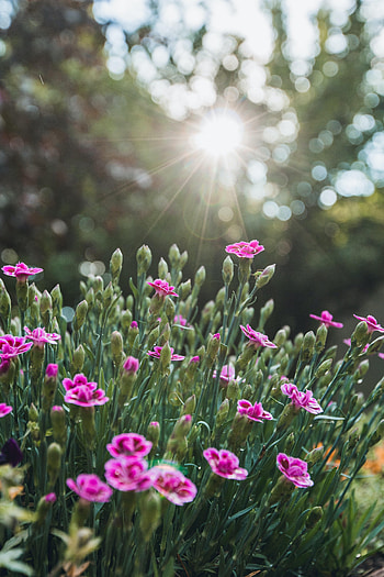 Flowers, Glare, Beams, Rays, Bloom, Flowering, Purple HD phone wallpaper