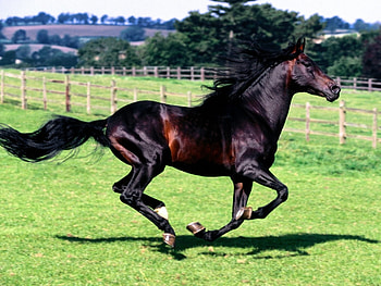 Animals, Horses HD wallpaper