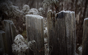 Nature, Grass, Fence, Frost, Hoarfrost, Planks, Board HD wallpaper