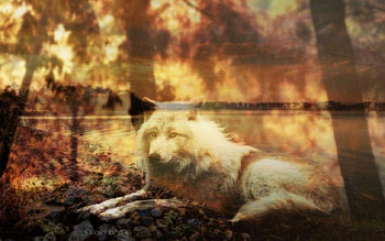 River Wolf, Native american, animals, Wolf, spiritual, White wolf, wolf spirit HD wallpaper