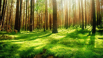 for laptop | | Pinterest | , s and HD wallpaper