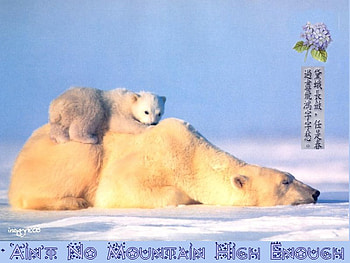 love mom, blue, bears, animals, love, sky, ice HD wallpaper