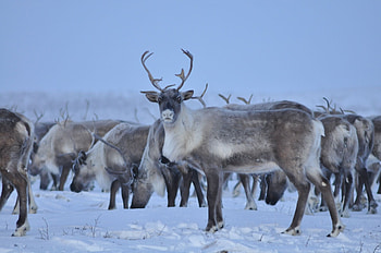 Caribou , John Anderson, Artistic depiction, Digital artwork HD wallpaper