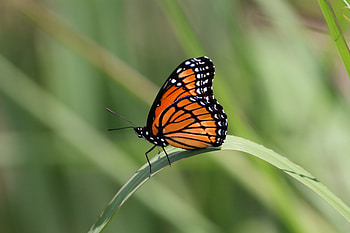 Animals, Pattern, Sheet, Leaf, Butterfly, Wings HD wallpaper