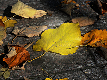 Beautiful Leaves, autumn, season, leaves, nature HD wallpaper