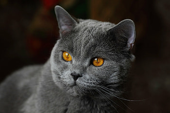 British Cat, Ultra , Stunning visuals, Exquisite feline HD wallpaper