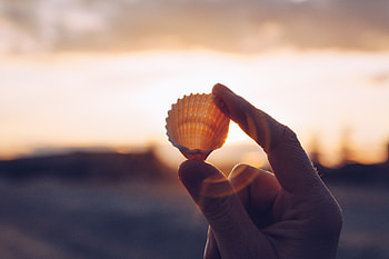 Macro, Hands, Sunlight, Fingers, Shell HD wallpaper