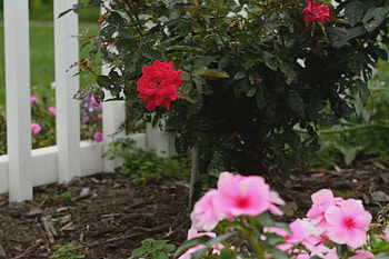A rose, by any other name, rose, fence, white fence, beautiful rose, red rose HD wallpaper