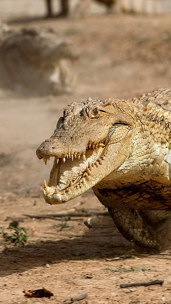 Crocodile Animals - Alligator Run, Reptile Dust, Background HD phone wallpaper