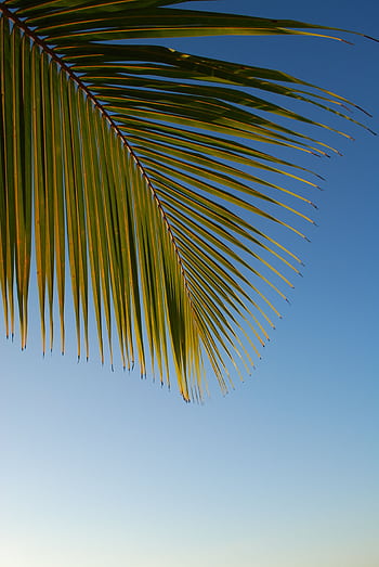 Close-up of a palm leaf with a clear blue sky backdrop, symbolizing tropical summer vibes. HD phone wallpaper