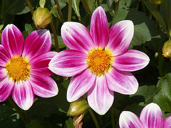 Beautiful Flowers, pink, white, flowers, flower HD wallpaper