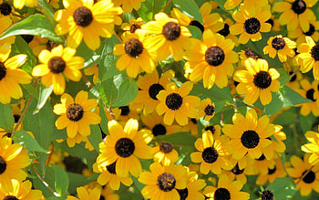 Flowers, Petals, Buds HD wallpaper
