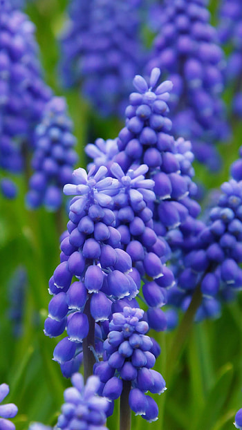 Grape hyacinth , Beautiful flowers, Spring blossoms, background HD phone wallpaper