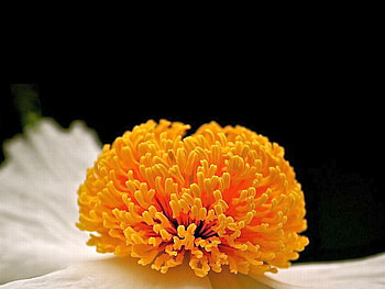 Pretty_Flower, cool, pretty, , flower HD wallpaper