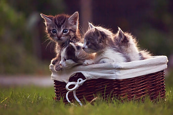 Small cats, basket, animals, cats, grass, Small HD wallpaper