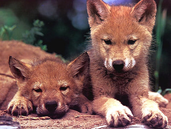 wolfs, wolf, painting, animals, na HD wallpaper