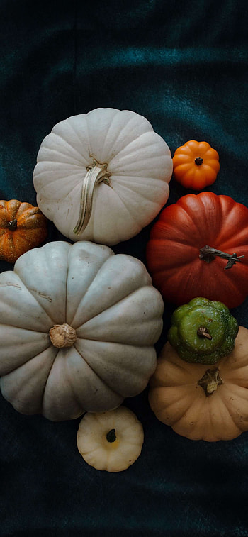 Pumpkin Types, food, pumpkin HD phone wallpaper