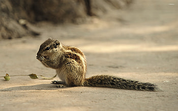 Adorable chipmunk, , Animal charmer, Nature's delight HD wallpaper