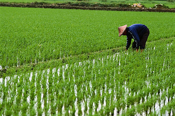 Planting Rice, asian, rice paddy, chinese, china, rice HD wallpaper