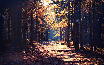 Forest Nature, nature, forest HD wallpaper