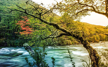 Nature, Rivers, Wood, Tree, Flow, Shades HD wallpaper
