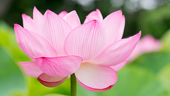 Lotus ultra HD wallpaper