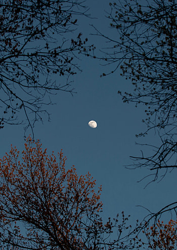 Nature, Trees, Sky, Moon, Branches HD phone wallpaper