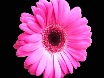 Bright On Black, background, colorful, pink, black, daisy, flower, bright HD wallpaper