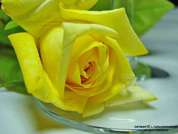 Yellow Rose, rose, nature, yellow, flower HD wallpaper