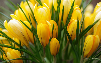 Flowers, Buds, Crocuses HD wallpaper