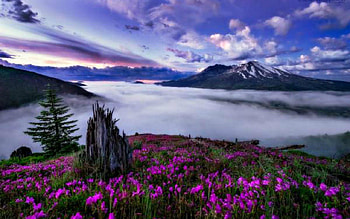 Summer dew, clouds, sky, nature, flowers, dew HD wallpaper