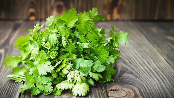 Parsley herb, Archaeology of herbs and spices, Cilantro and Chinese parsley, Aromatic flavors HD wallpaper