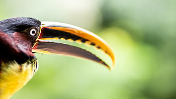 Chestnut-eared aracari, Toucans HD wallpaper