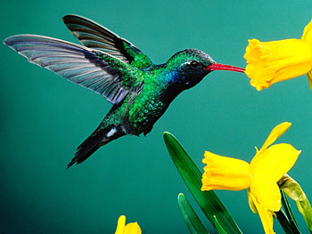 Animals, Birds, Humming-Birds HD wallpaper