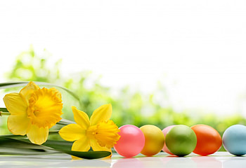 Easter Time, daffodils, easter, flowers, spring, eggs HD wallpaper
