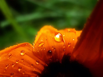 PERSPIRING PETAL, water drops, flower HD wallpaper