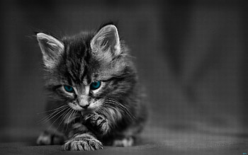 Animals, Cat, Eyes, Beautiful, Grey, Bw, Chb, Kid, Tot HD wallpaper