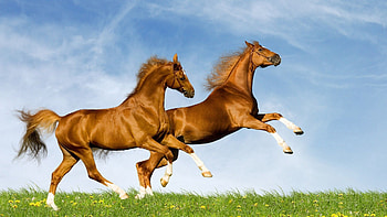 Animals, Grass, Horses, Field, Jump, To Jump HD wallpaper