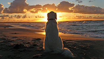 Dreams Comes True, cute, dog, animals HD wallpaper