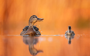 ❤️, Duck, Water, Reflection, Animal, Duckling HD wallpaper