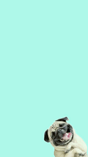 Funny Pug Dog Laughing Android HD phone wallpaper